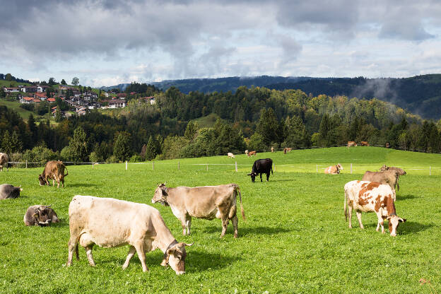 Kühe auf einer WIese im Allgäu