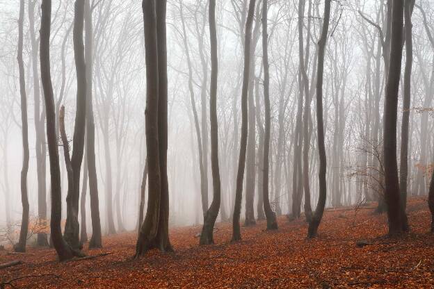 Buchenwald im Nebel