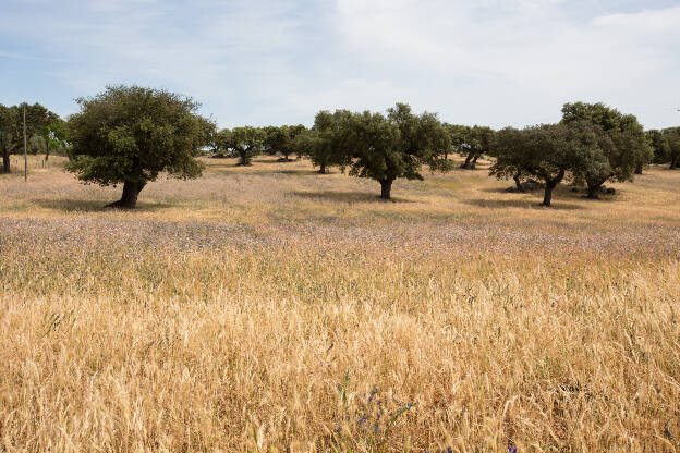 Felder und Bäume im Alentejo