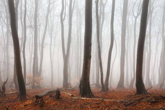 Buchenwald im Nebel