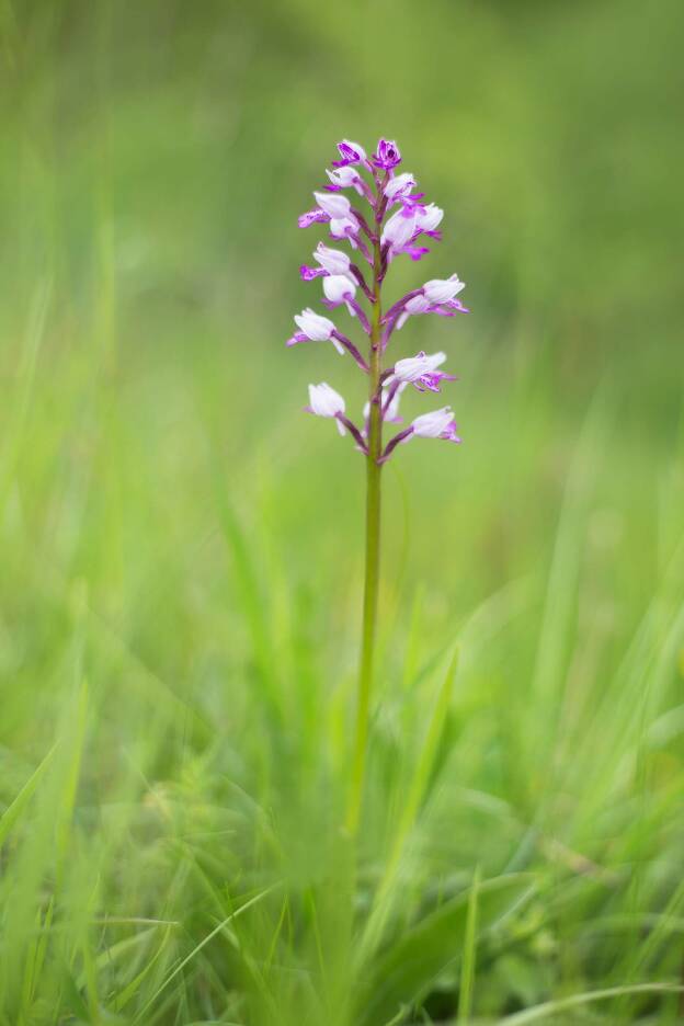 Orchideenblüte