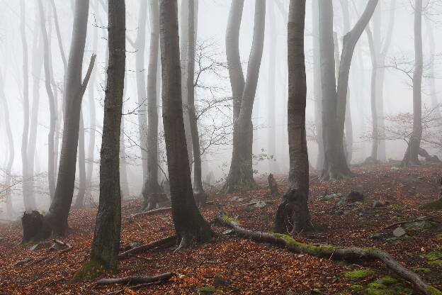 Buchenwald im Nebel