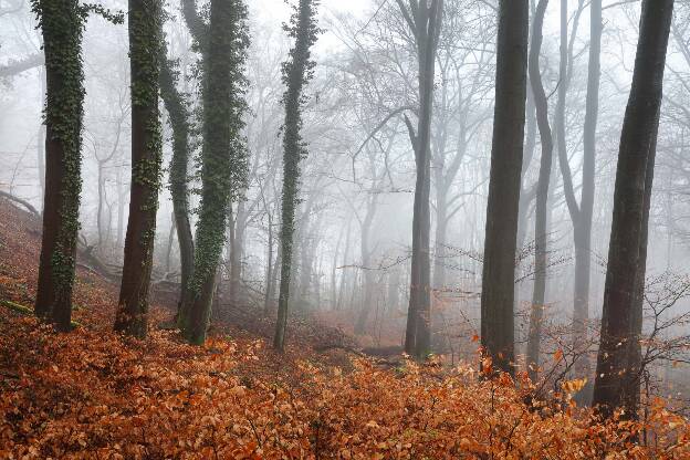 Buchenwald im Nebel