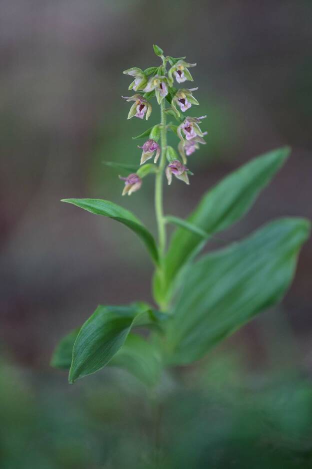 Orchidee im Wald