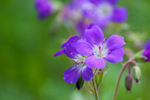 Cranesbill