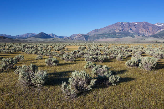 Owens Meadow