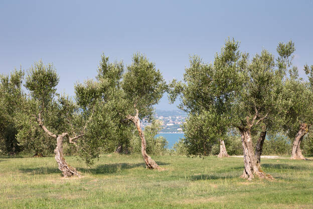 Olivenhaine in Sirmione