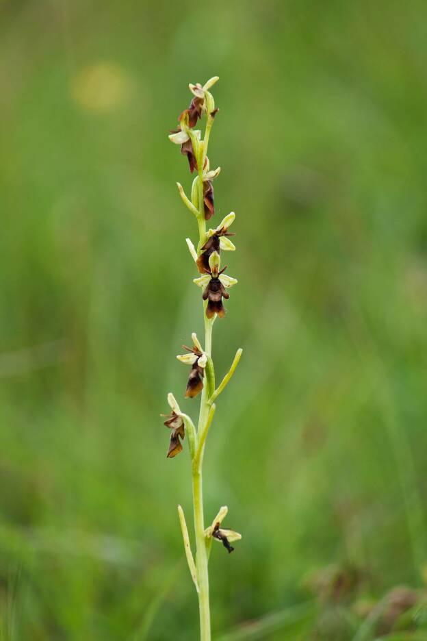 Fly Orchid (Ophrys insectifera)