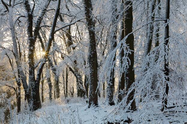 Winterwald