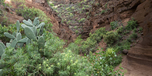 Eingang Barranco de las Vacas