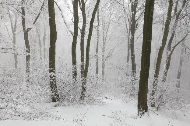 Winterzauberwald