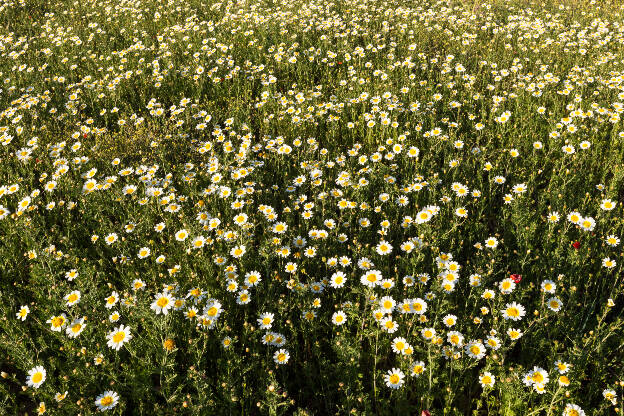 Margeritenblumen auf einer Wiese