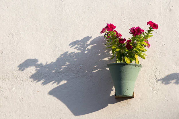 Blumentopf vor einer weißen Wand