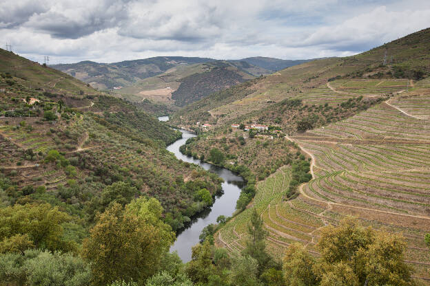 Weinberge am Távora River