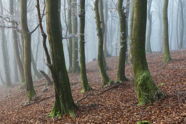 Wald in der Eifel