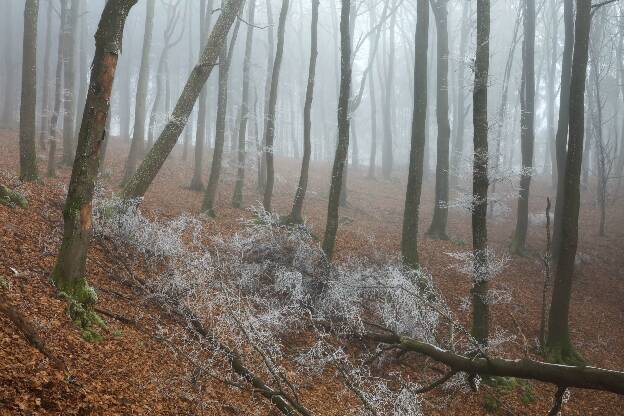 Wald in der Eifel