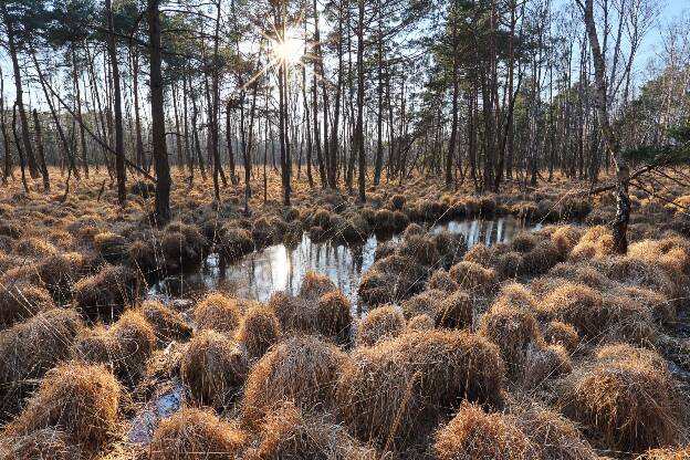 Kiefernwald im Moor