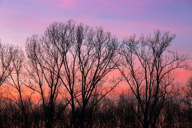 Sonnenuntergang hinter Bäumen